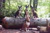 Basenji Foto: Freunde (ID 24370) Basenji Hund