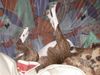 Basenji Foto: Mann geht es mir gut (ID 7135) Basenji Hund