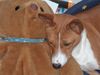 Basenji Foto: Amber wird bald Mama (ID 16744) Basenji Hund