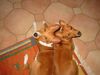 Basenji Foto: Ich habe dich lieb (ID 7113) Basenji Hund