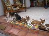 Basenji Foto: Bravos Puppy in Norwegen!!! (ID 22598) Basenji Hund