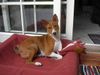 Basenji Foto: Bravos Puppy Alasan (ID 22619) Basenji Hund