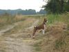 Basenji Foto: Tyler hat den Überblick (ID 7506) Basenji Hund