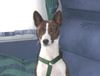 Basenji Foto: Escapades Bravo out of Africas Junge, Ken im WOMO (ID 7137) Basenji Hund