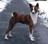 Basenji Foto: Sing auch ein Kind von Bravo Bravos er lebt in Schweden (ID 3729) Basenji Hund