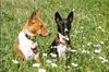 Basenji Foto: Ebo und Luba und Gänseblümchen (ID 6874) Basenji Hund