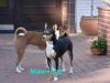 Basenji Foto: Mawi aus Afrika und Ego aus Pisa in Hemmoor (ID 8524) Basenji Hund