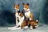 Basenji Foto: Unsere Lieblinge, (ID 2435) Basenji Hund