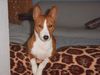 Basenji Foto (ID 5378) Basenji Hund
