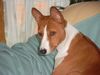 Basenji Foto (ID 6012) Basenji Hund