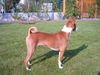 Basenji Foto: ...mein Schatten? (ID 6018) Basenji Hund