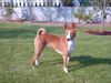 Basenji Foto (ID 6019) Basenji Hund