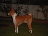 Basenji Foto: Oh, so dunkel... (ID 6020) Basenji Hund