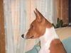 Basenji Foto (ID 6013) Basenji Hund