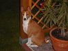 Basenji Foto: Wo seid Ihr denn - ist doch schon dunkel. (ID 6014) Basenji Hund