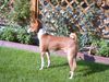 Basenji Foto: Schmetterlinge in Sicht? (ID 6015) Basenji Hund