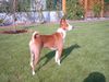 Basenji Foto: Sonnenbad (ID 6016) Basenji Hund