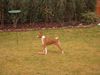 Basenji Foto: Wann wird es endlich wieder Sommer ? (ID 9470) Basenji Hund