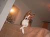 Basenji Foto: high... (ID 6961) Basenji Hund