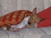 Basenji Foto: Charly vom Eichbuschweg (ID 18145) Basenji Hund