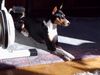 Basenji Foto: Ein schöner Sonnenplatzt (ID 22505) Basenji Hund