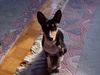 Basenji Foto: Hast du ein Leckerli für mich? (ID 22018) Basenji Hund