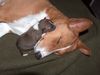 Basenji Foto: Amber mit Tochter Anima (ID 17398) Basenji Hund