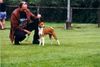 Basenji Foto: Unsere Hündin Over the Rainbow out of Africa, die Mutter von African Rainbow´s A+B Würfe (ID 22594) Basenji Hund
