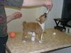 Basenji Foto: entwurmen schmeckt! (ID 8566) Basenji Hund