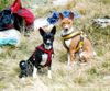 Basenji Foto: Ebo und Luba, die Rucksackwächter (ID 6875) Basenji Hund