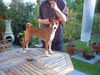Basenji Foto: African Magic Moment`s Chinua (ID 24655) Basenji Hund
