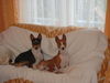 Basenji Foto: Eddie & Murphy (ID 24652) Basenji Hund