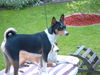 Basenji Hund