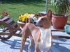 Basenji Foto: Die Schwalben sind wieder da... (ID 21078) Basenji Hund