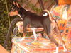Basenji Foto: Eddie (ID 26967) Basenji Hund