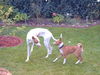 Basenji Foto: Murphy und Solar (ID 26968) Basenji Hund