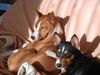 Basenji Foto: Endlich Sonne (ID 19625) Basenji Hund
