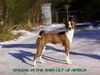 Basenji Foto: Singing In The Rain Out Of Africa (ID 4011) Basenji Hund