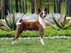 Basenji Foto: Singing In The Rain Out Of Africa (ID 5529) Basenji Hund