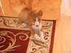 Basenji Foto: African Magic Moment's Chinua - 10 Wochen alt (ID 3835) Basenji Hund
