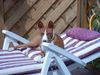 Basenji Foto: relaxed (ID 4600) Basenji Hund
