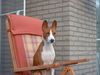 Basenji Foto: African Magic Moment\'s Chinua (Murphy) (ID 12799) Basenji Hund