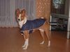 Basenji Foto: Jetzt kann der Winter kommen... (ID 7395) Basenji Hund
