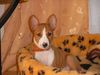 Basenji Foto: African Magic Moment's Chinua - hier bin ich schon 3 Monate alt (ID 3836) Basenji Hund