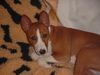 Basenji Foto: Chinua, genannt Murphy (ID 4429) Basenji Hund
