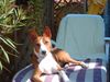 Basenji Foto (ID 5322) Basenji Hund