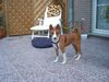 Basenji Foto: Murphy (ID 4430) Basenji Hund