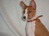 Basenji Foto: African Magic Moment's Chinua (ID 3843) Basenji Hund