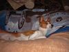 Basenji Foto: I feel good... (ID 6944) Basenji Hund