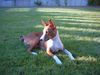 Basenji Foto: African Magic Moment's Chinua (Murphy) (ID 12798) Basenji Hund